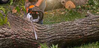 Best Emergency Tree Removal  in Ak Chin Village, AZ