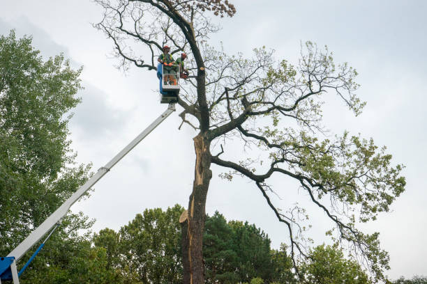 Best Root Management and Removal  in Ak Chin Village, AZ